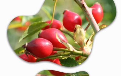 Lass‘ es Dir gut gehen: Hagebutte – kleine Frucht mit großer Wirkung