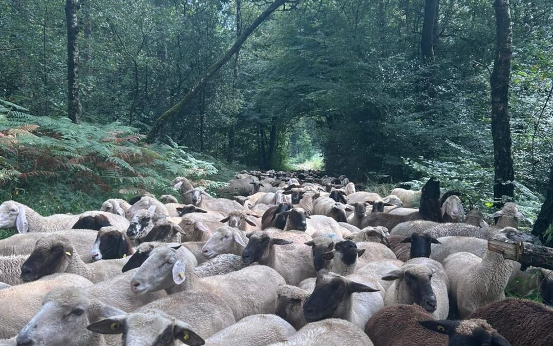 Teambuilding: Wenn Schäfchen zu Leitwölfen werden