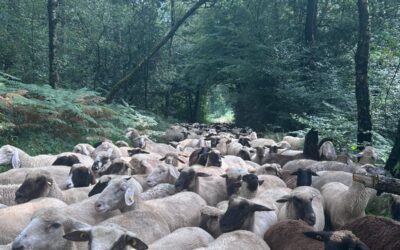 Teambuilding: Wenn Schäfchen zu Leitwölfen werden