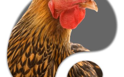 Wenn das Glück Federn hat